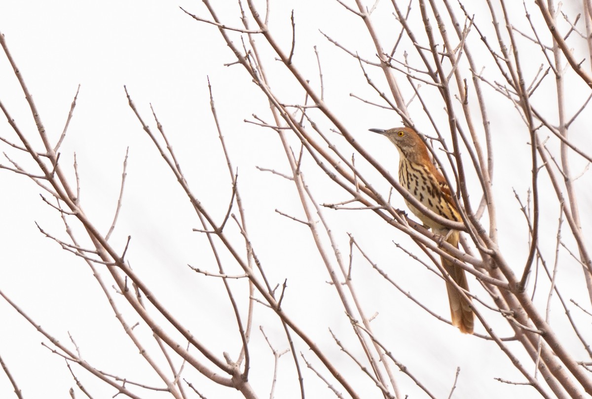 Brown Thrasher - ML644114484