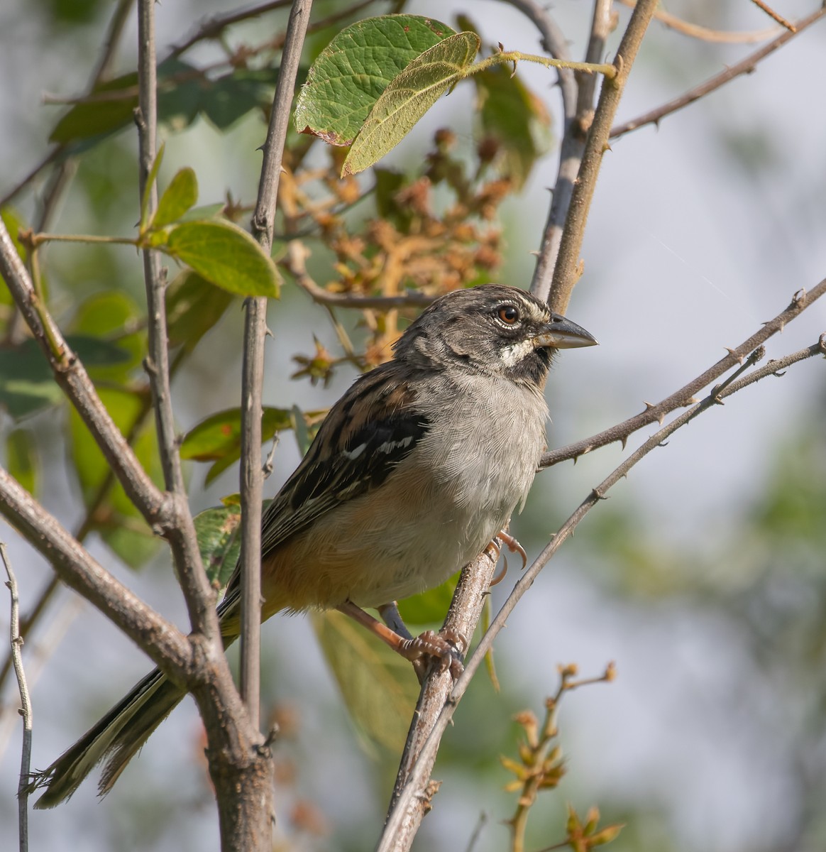 Bridled Sparrow - ML644114508