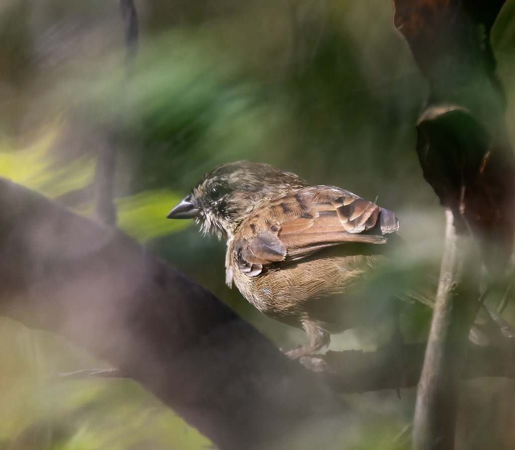 Oaxaca Sparrow - ML644114511