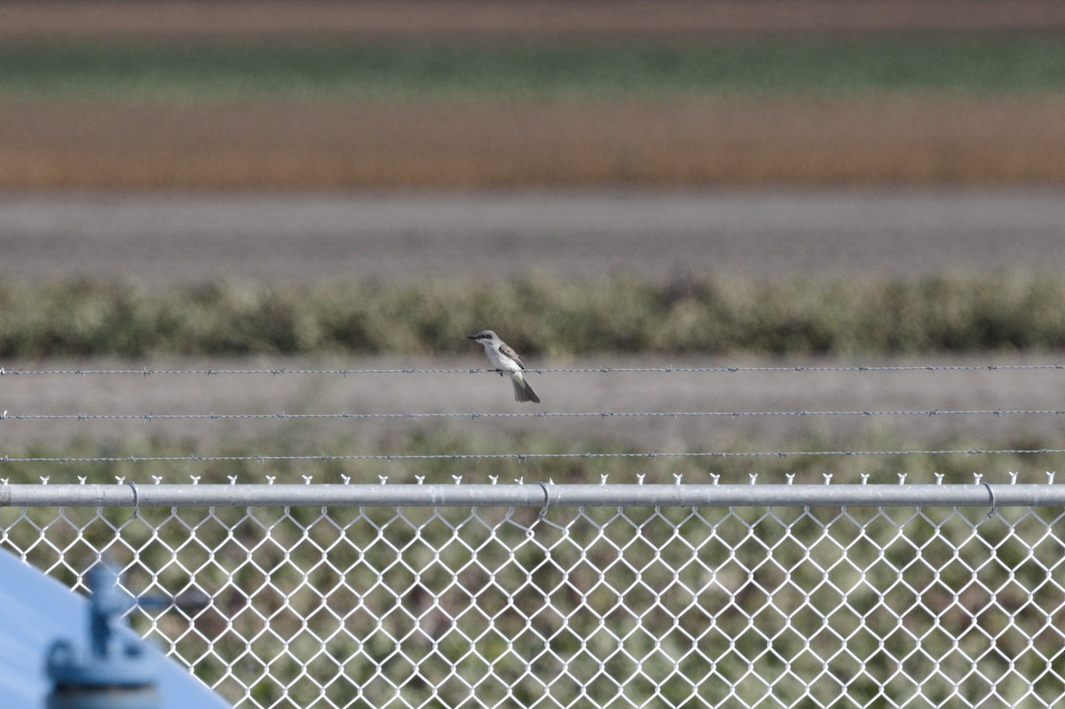 Gray Kingbird - ML644114526