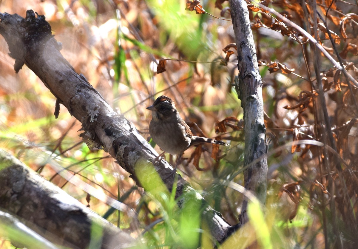 Swamp Sparrow - ML644114542