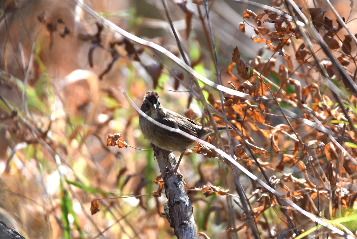 Swamp Sparrow - ML644114550