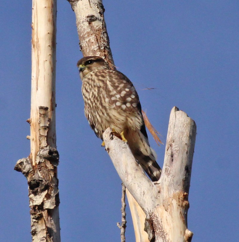 Merlin - ML644114553