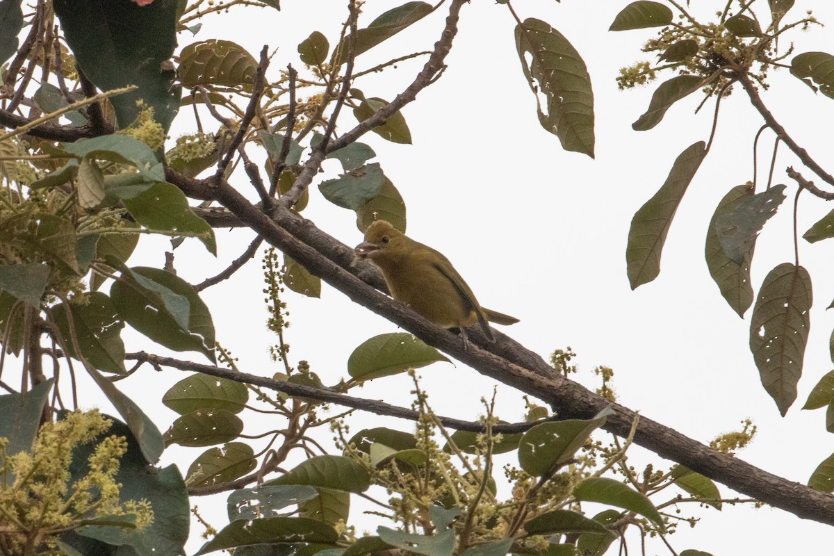 Summer Tanager - ML644114554