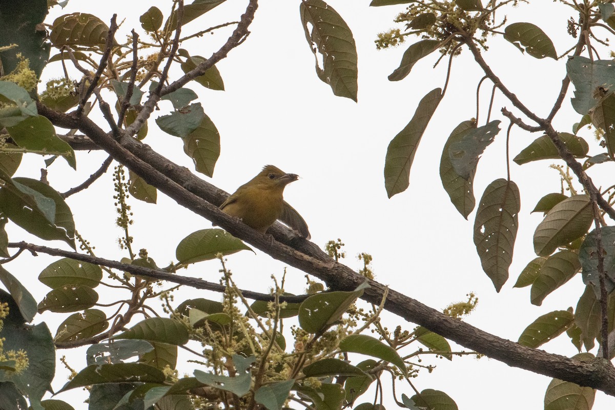 Summer Tanager - ML644114555