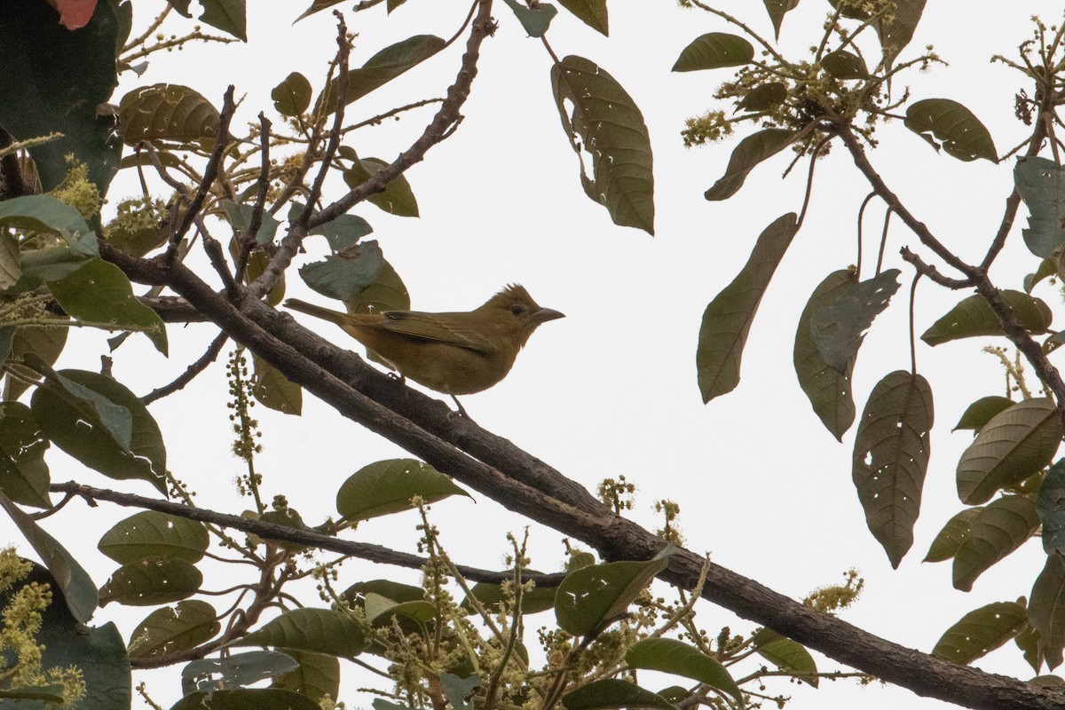 Summer Tanager - ML644114556