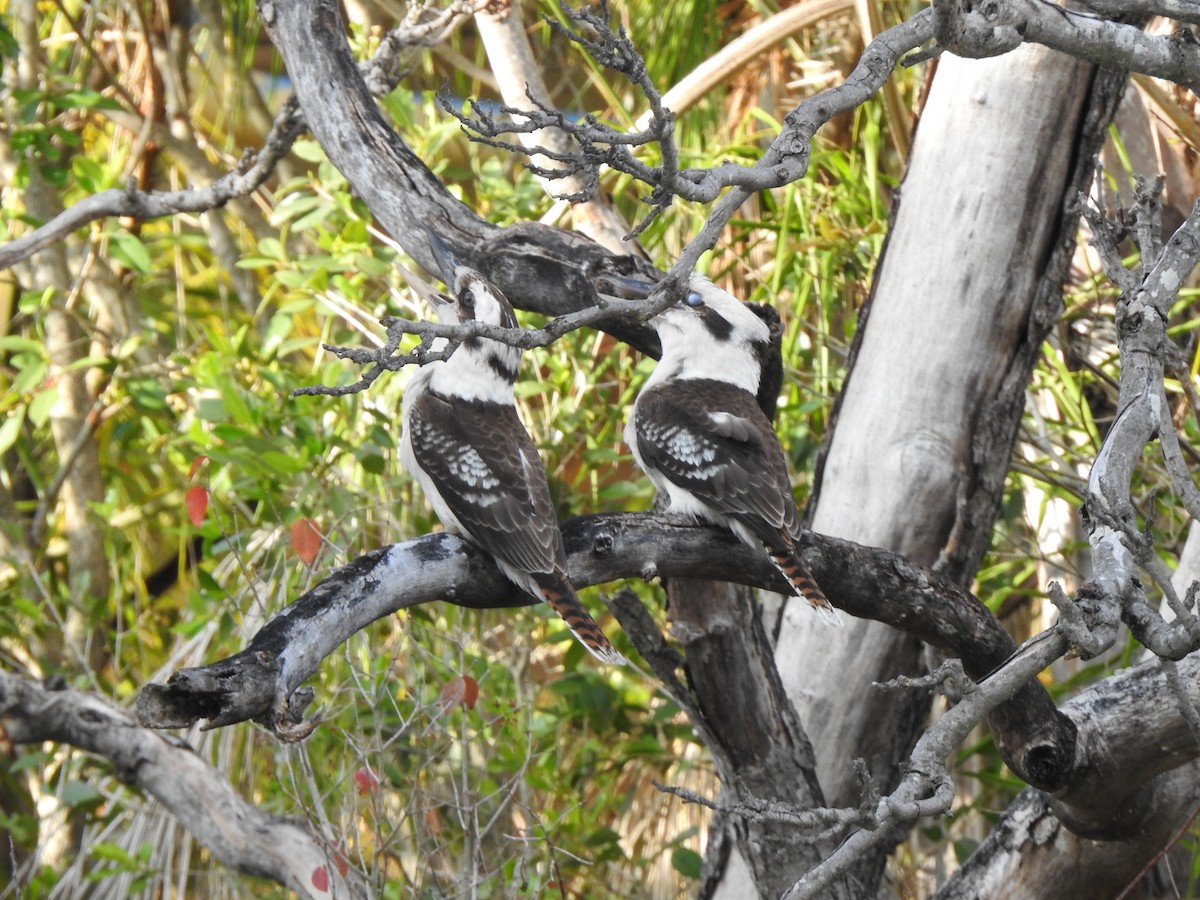 Laughing Kookaburra - ML644114574