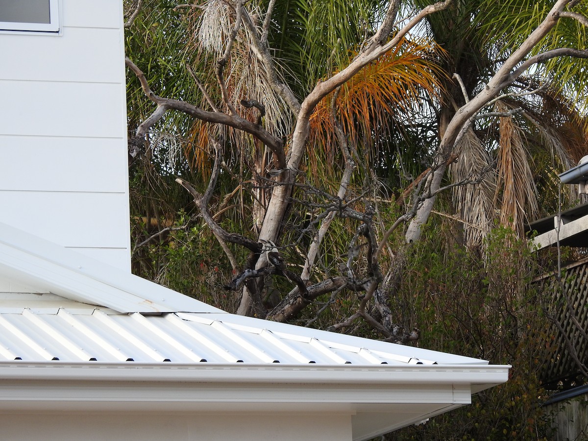 Laughing Kookaburra - ML644114575