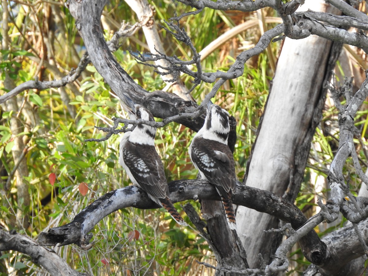 Laughing Kookaburra - ML644114576