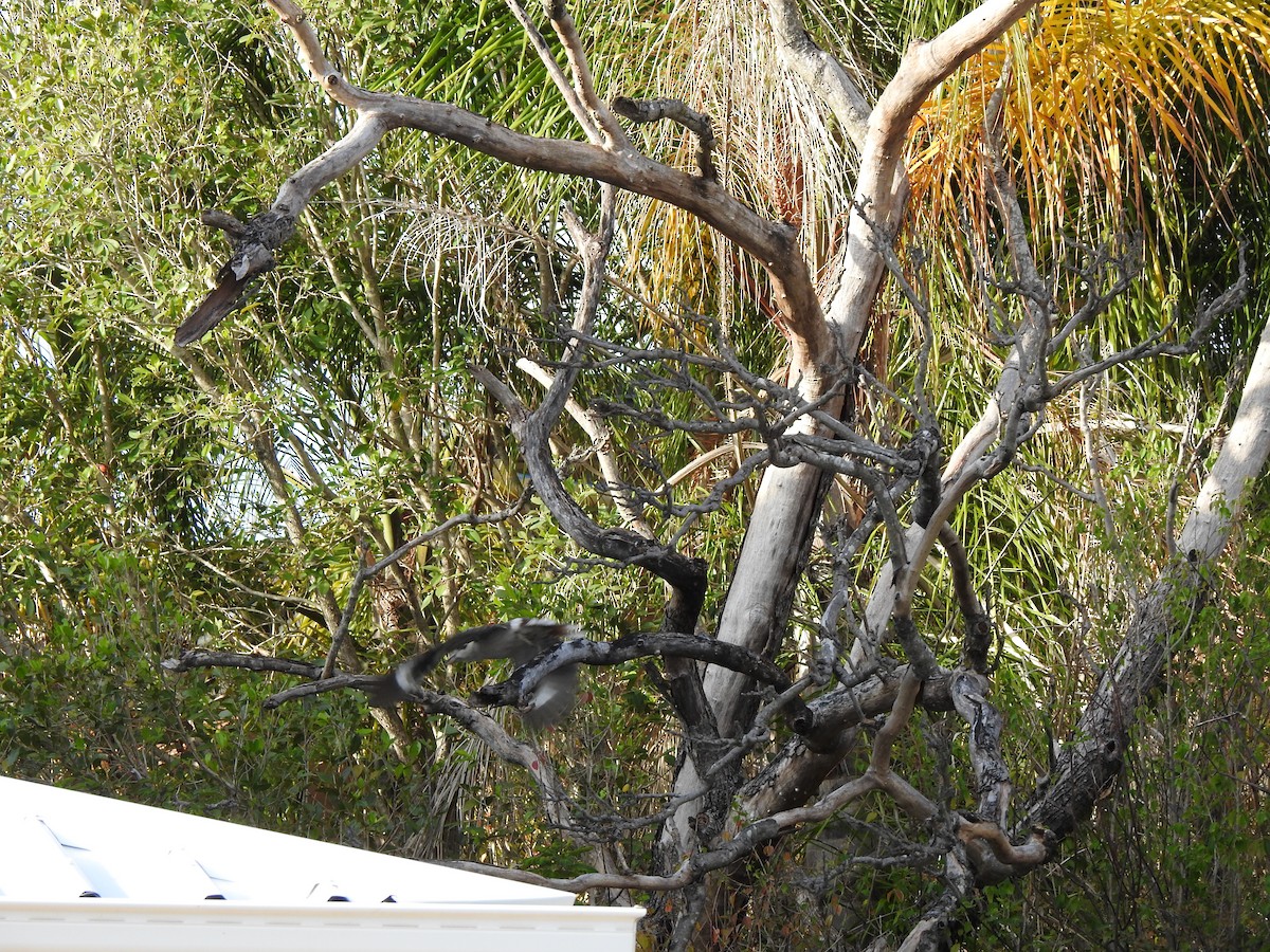 Laughing Kookaburra - ML644114577