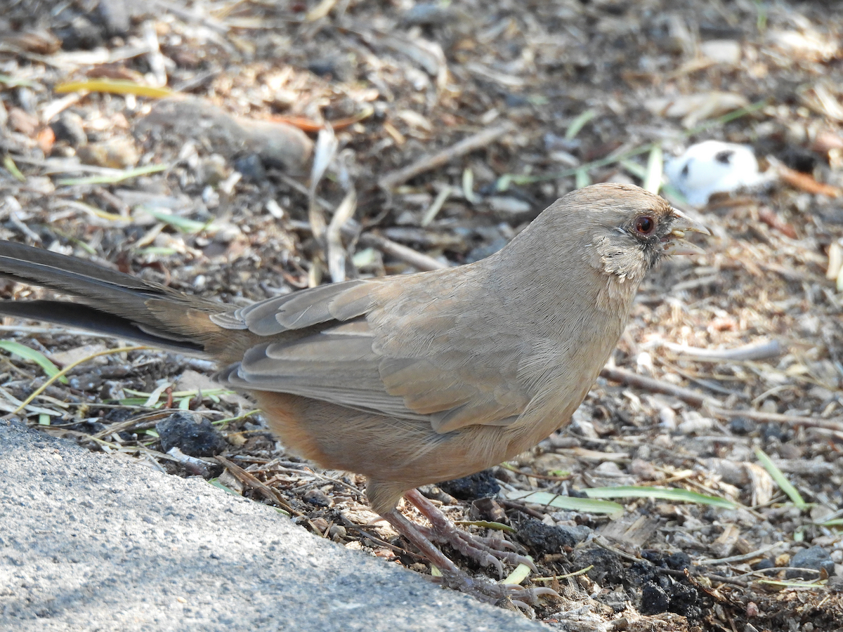 Abert's Towhee - ML644114588