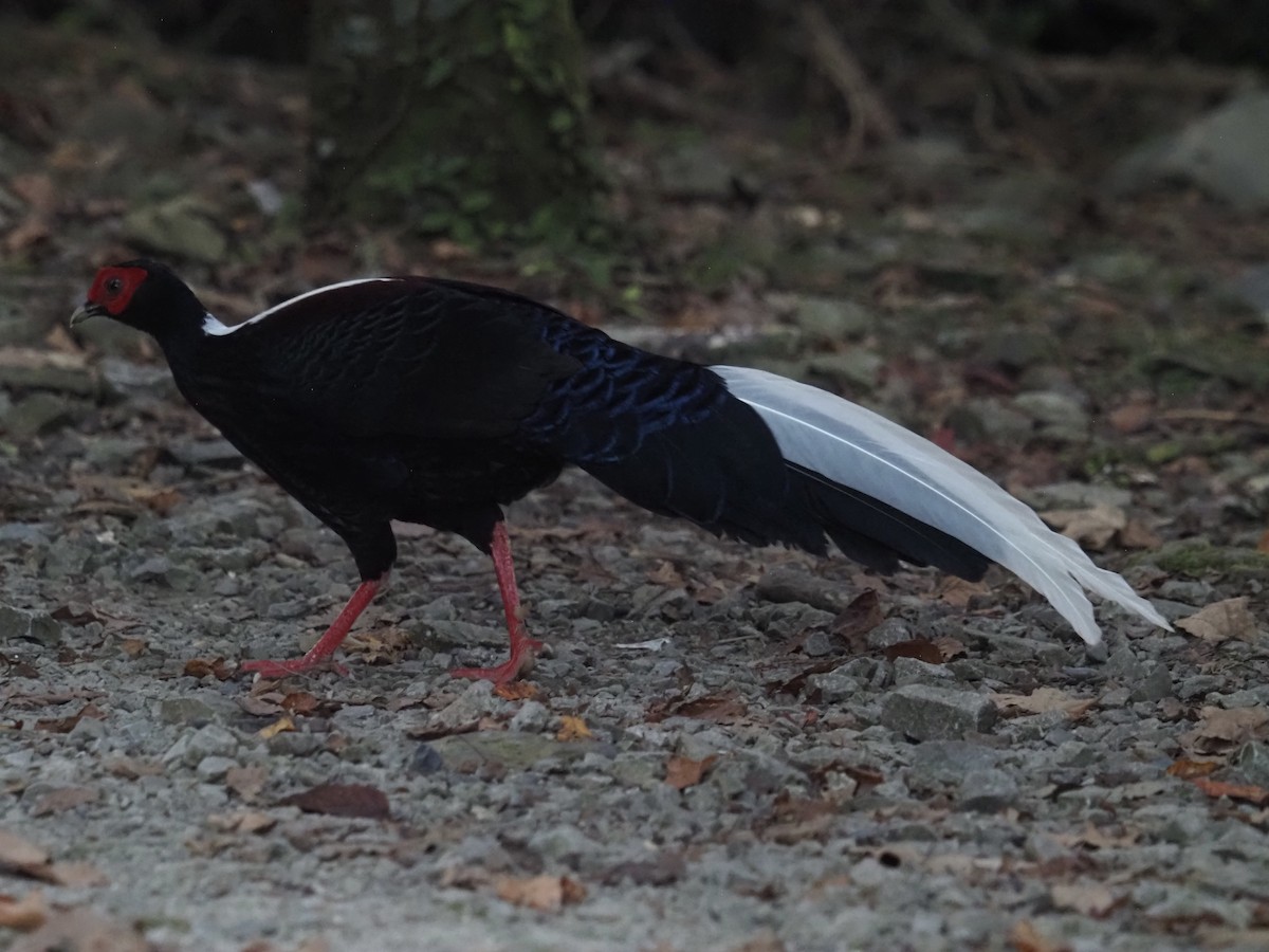 Faisan de Swinhoe - ML644114592