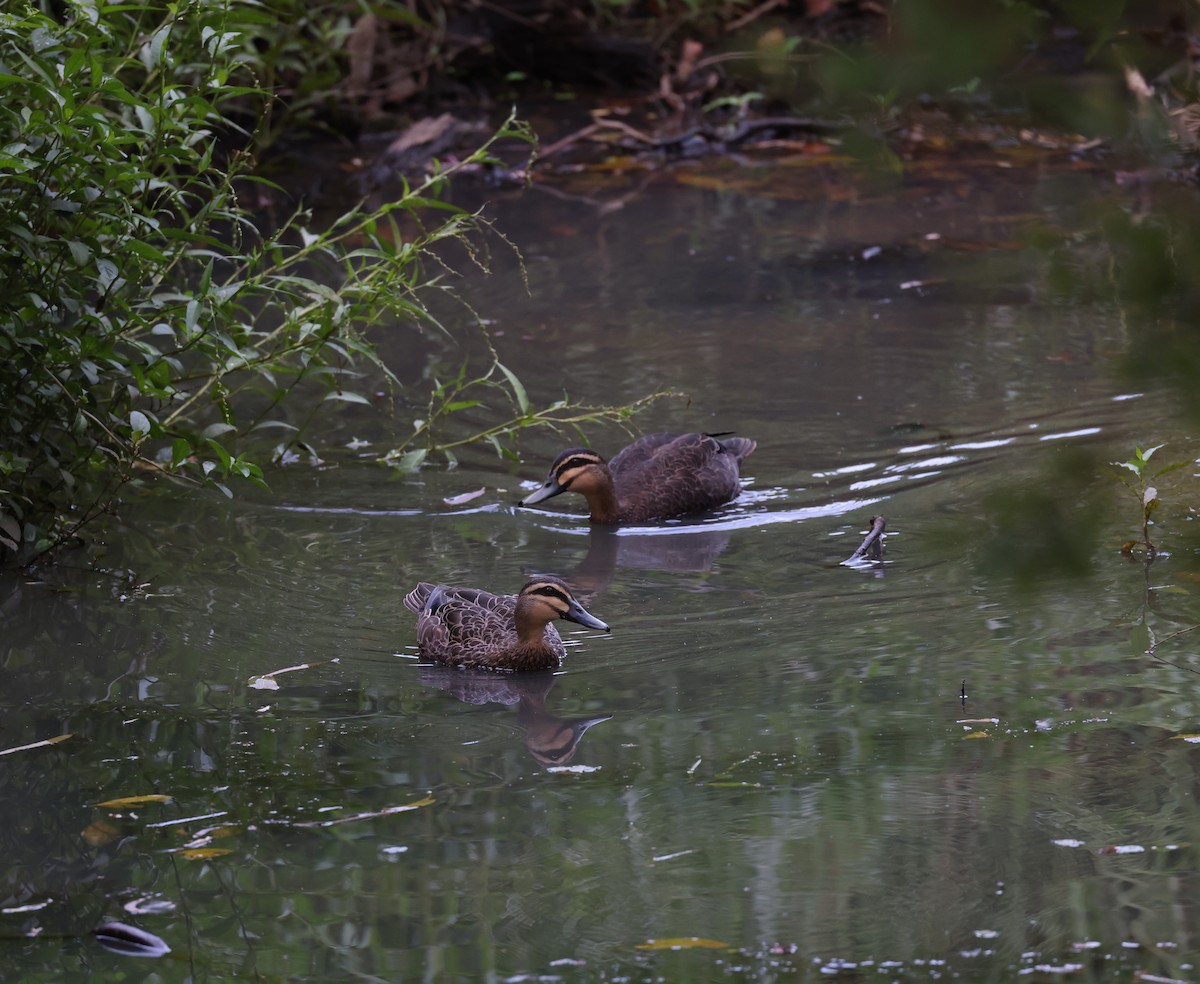 Pacific Black Duck - ML644114593