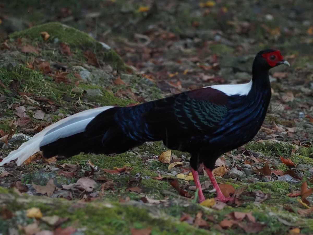 Faisan de Swinhoe - ML644114596