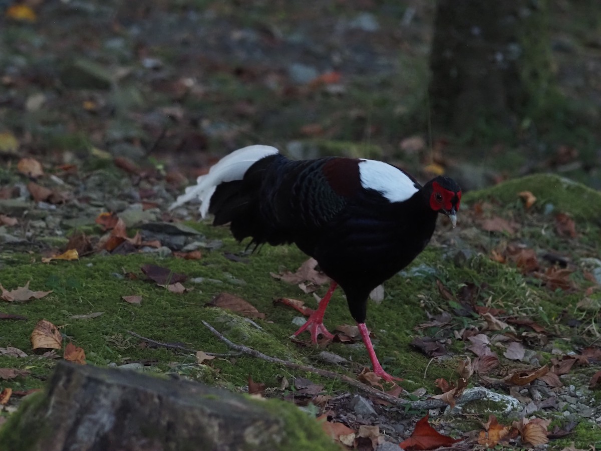 Faisan de Swinhoe - ML644114598