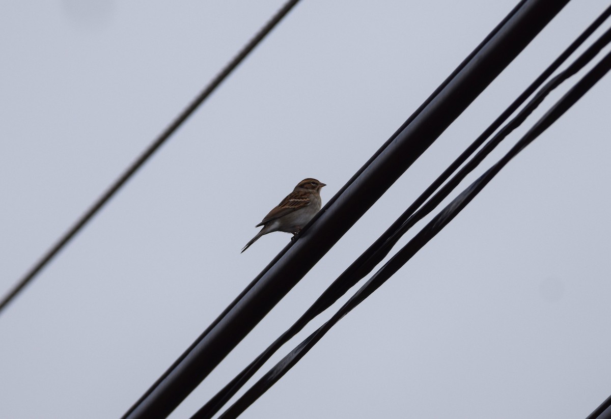 Savannah Sparrow - ML644114599