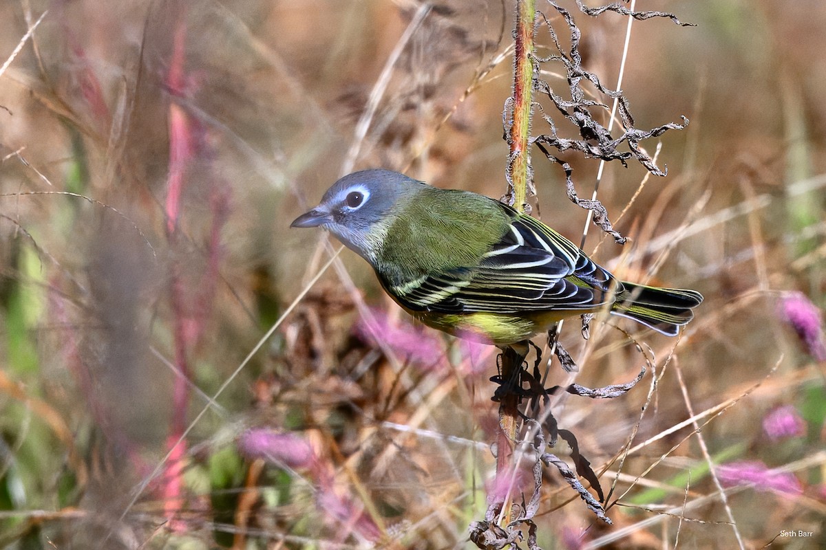 Blue-headed Vireo - ML644114602