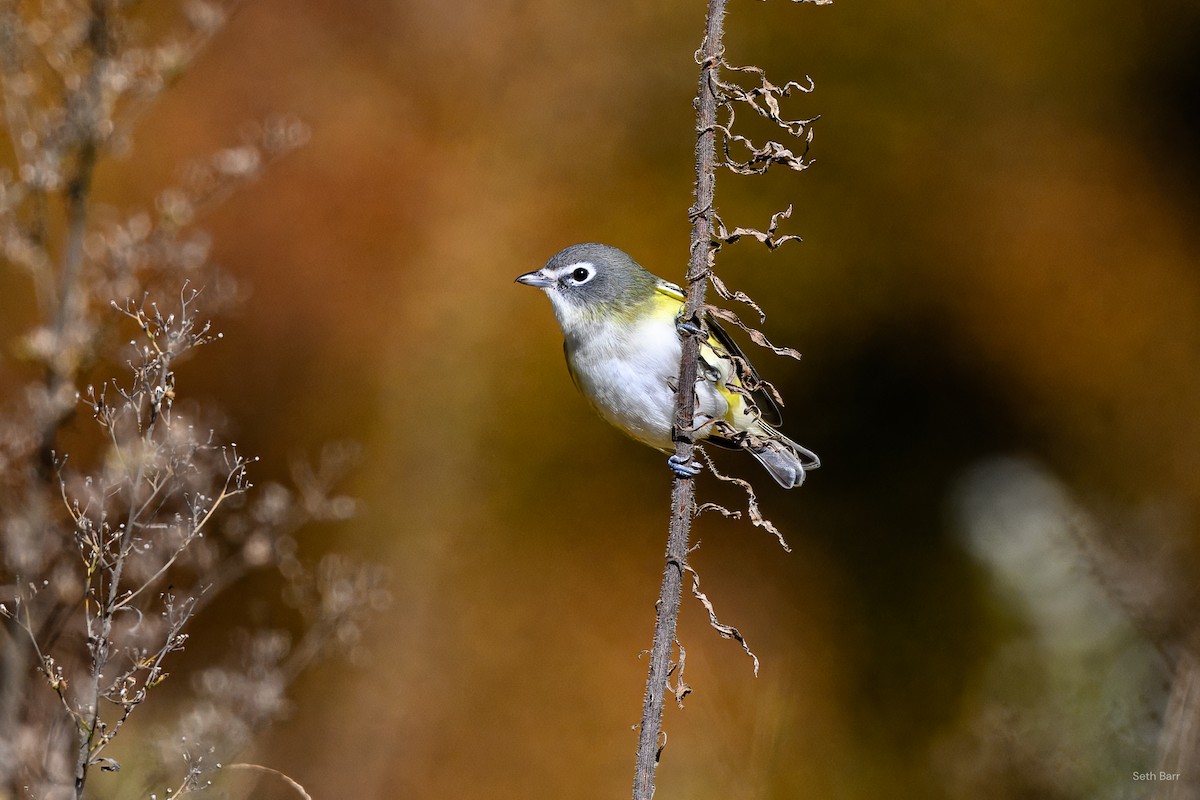 Blue-headed Vireo - ML644114603