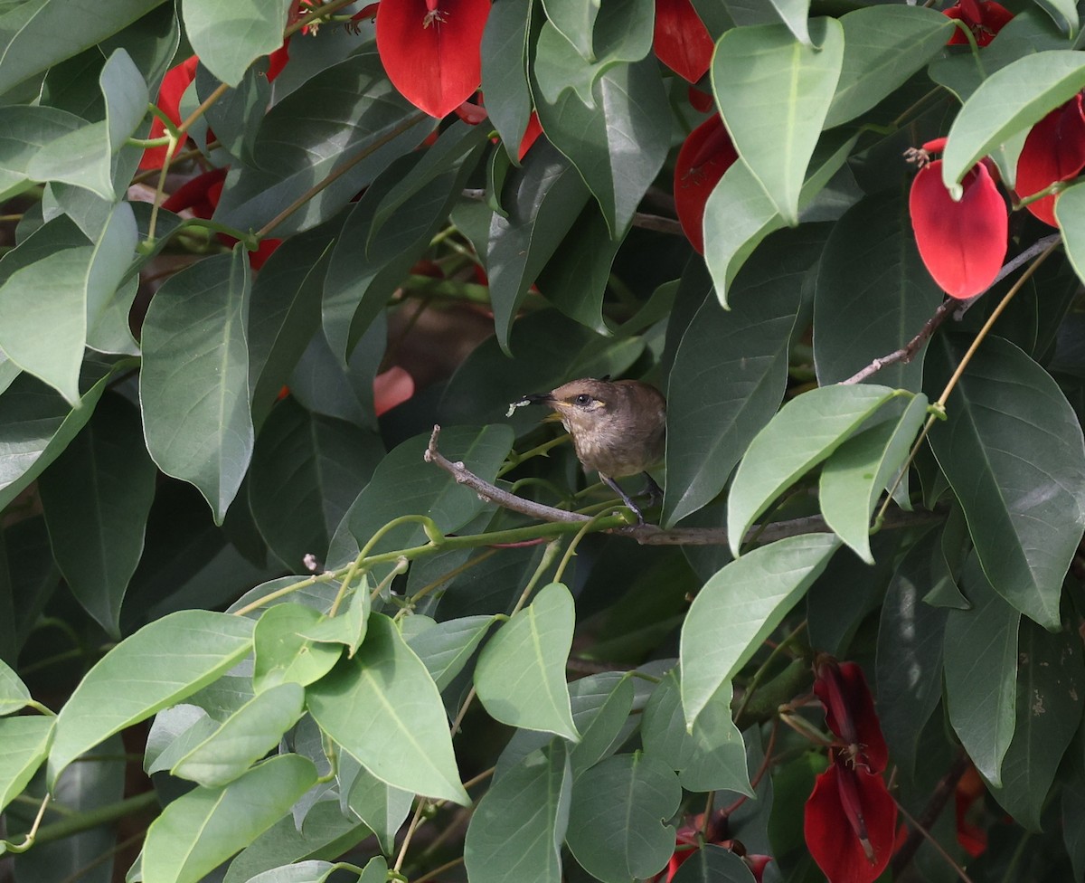 Brown Honeyeater - ML644114616