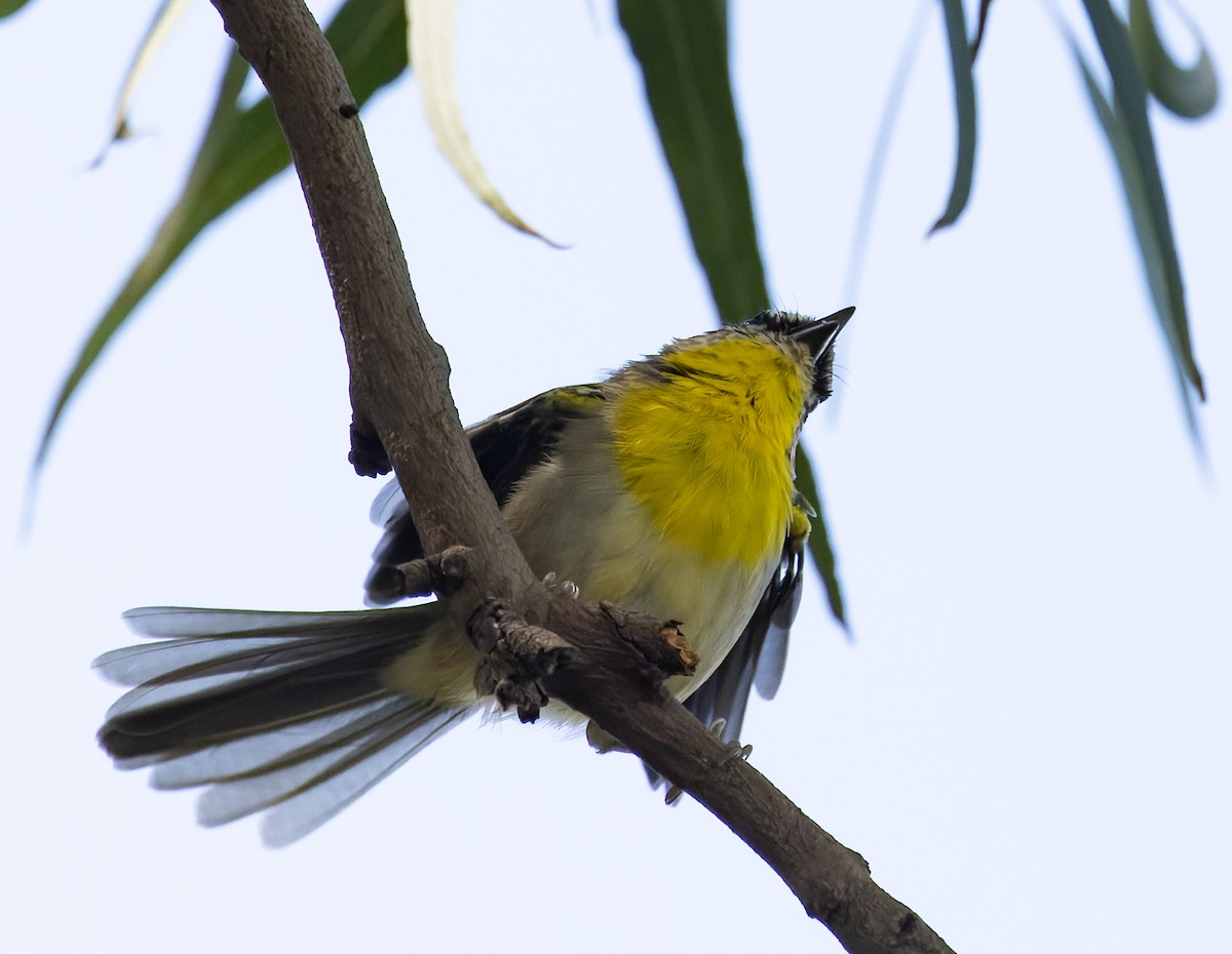 brunkroneparula (rufifrons gr.) - ML644114618