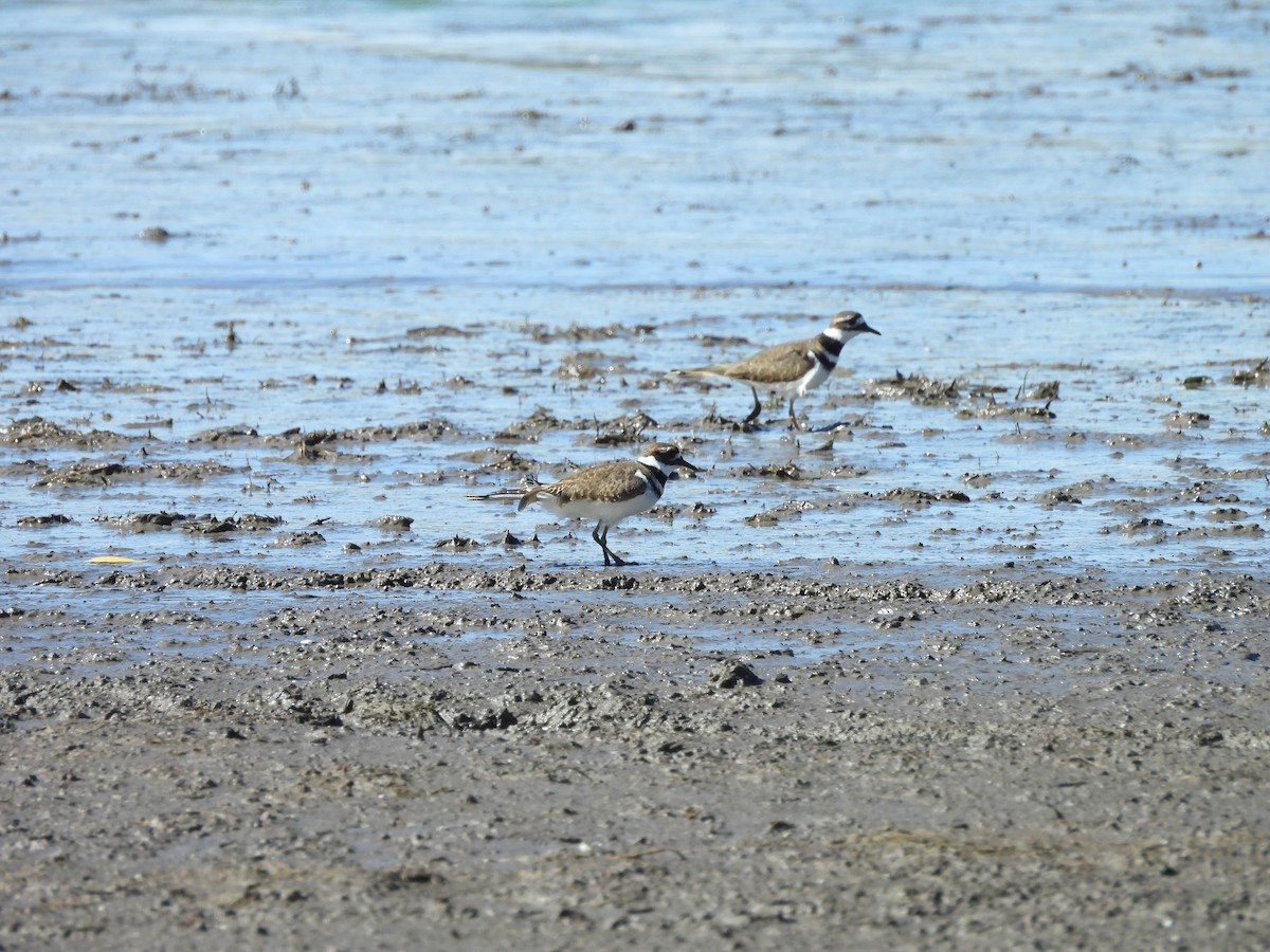 Killdeer - ML644114619