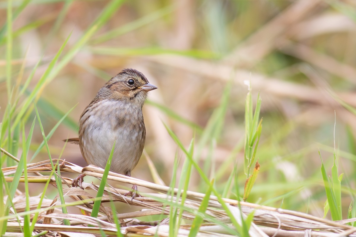 Swamp Sparrow - ML644114622