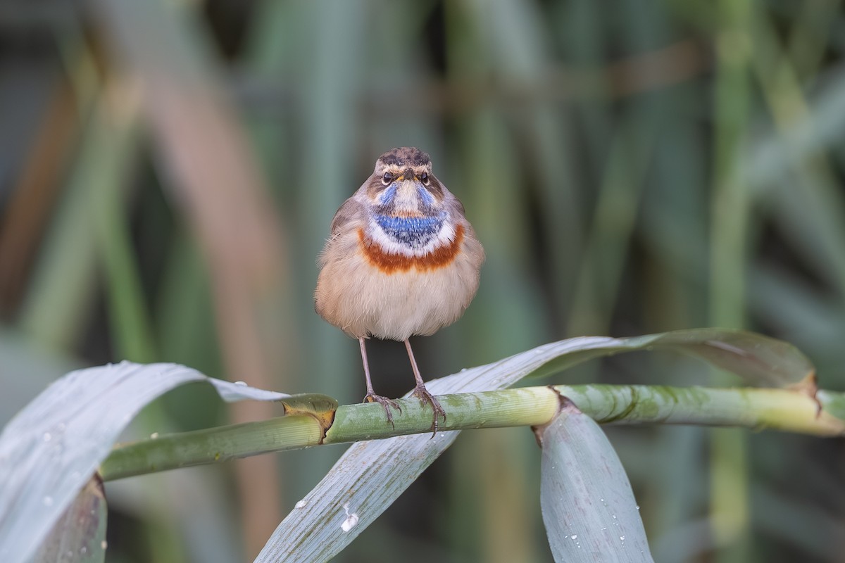 Bluethroat - ML644114626