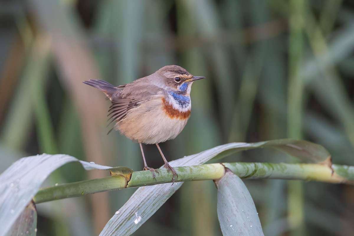 Bluethroat - ML644114627