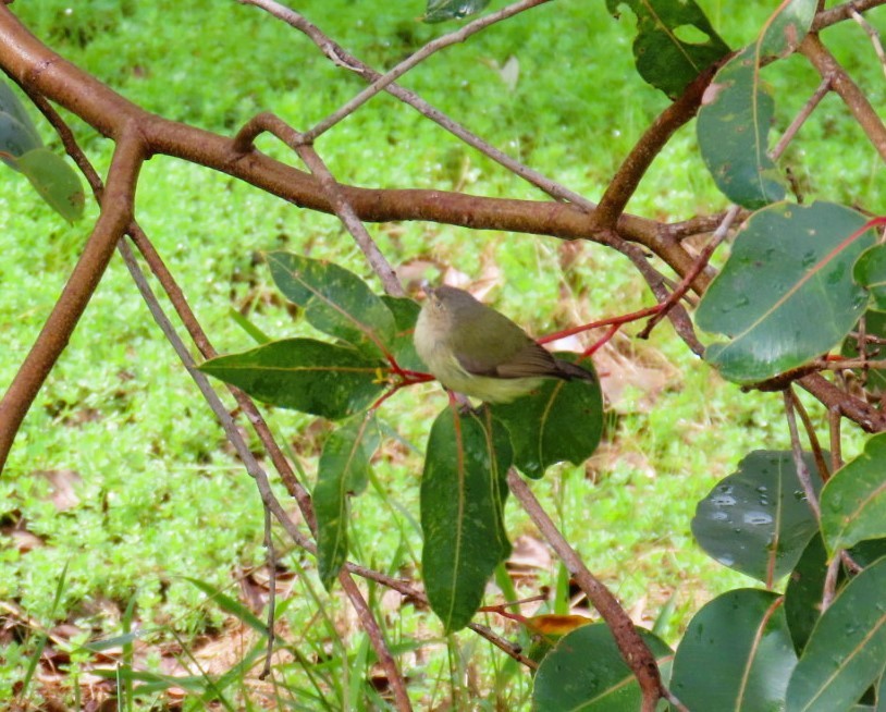 コバシムシクイ - ML644114629