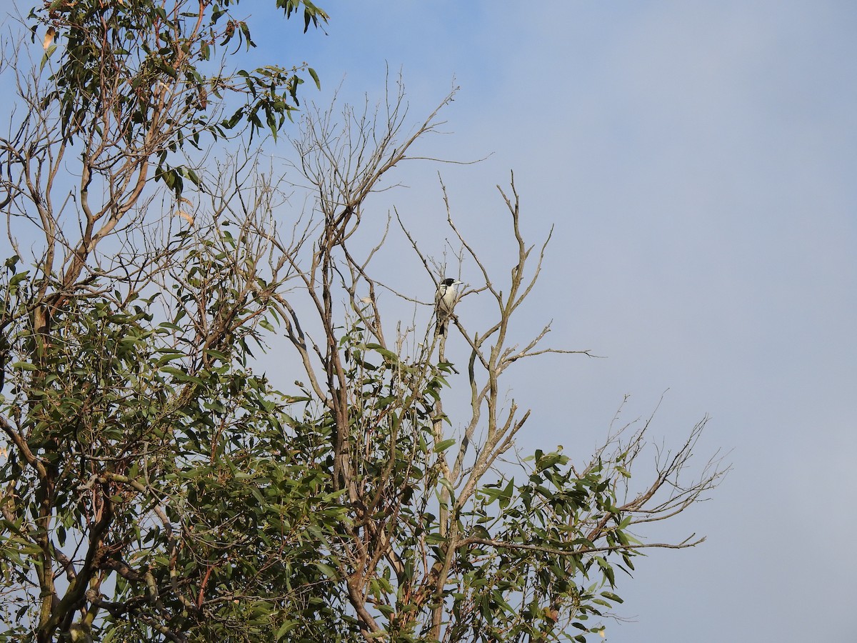 Gray Butcherbird - ML644114640