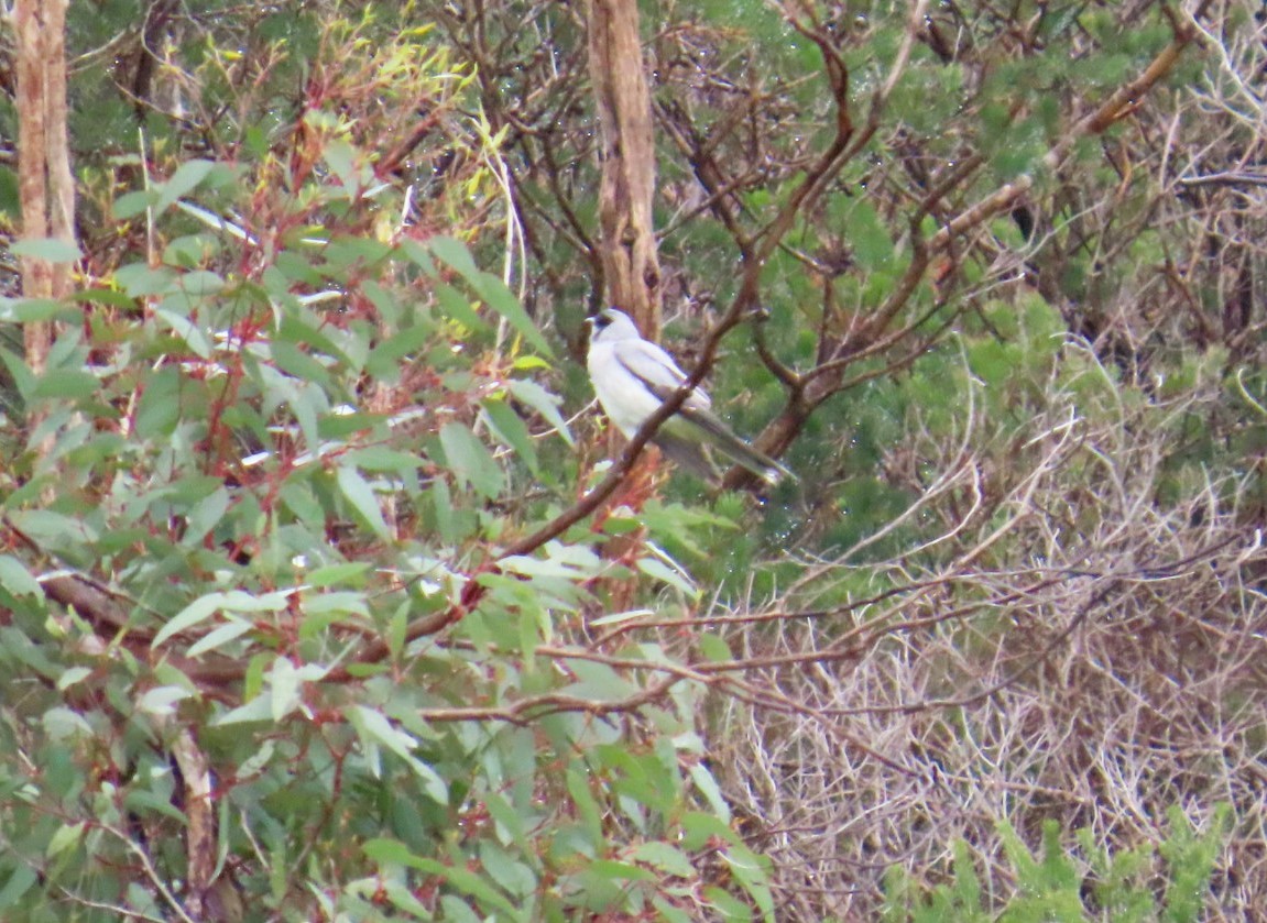 Black-faced Cuckooshrike - ML644114641