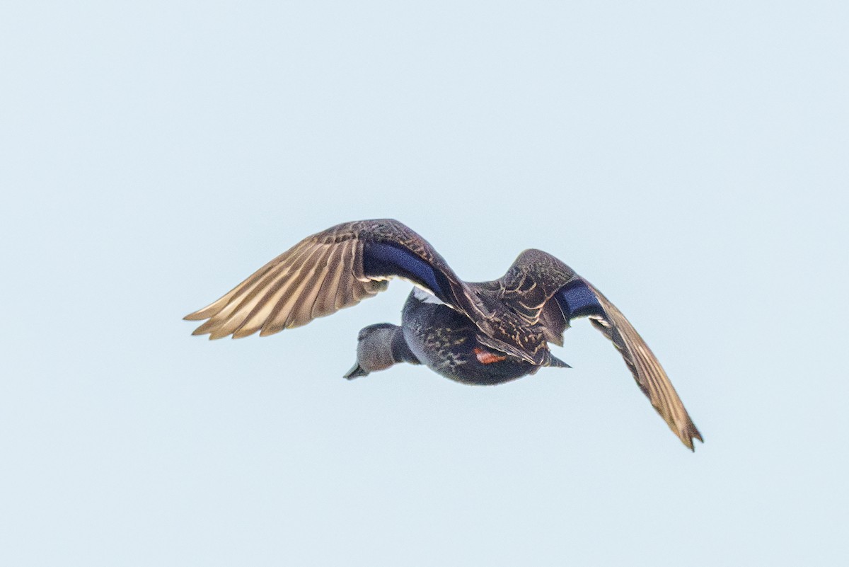 American Black Duck - ML644114643