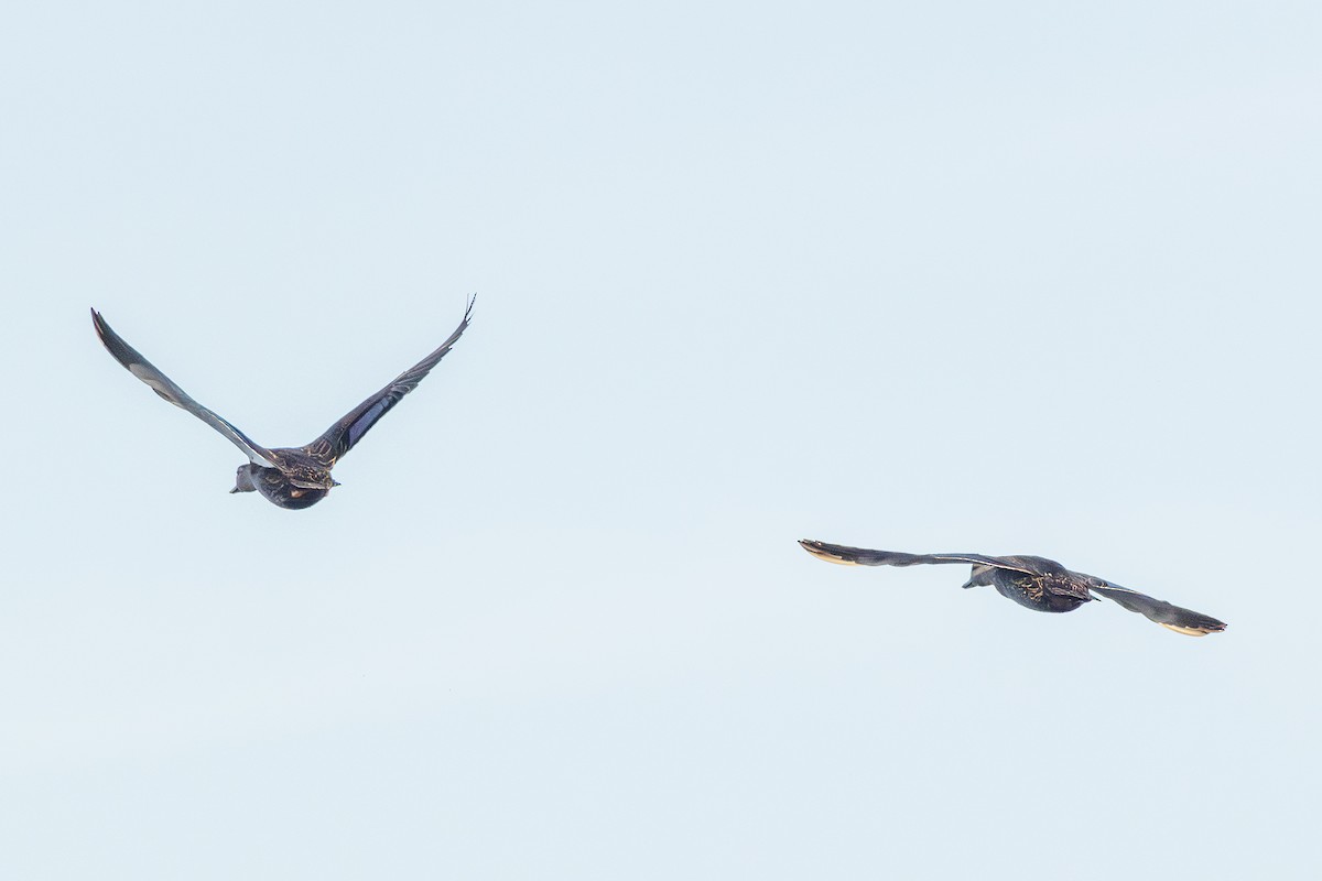 American Black Duck - ML644114644
