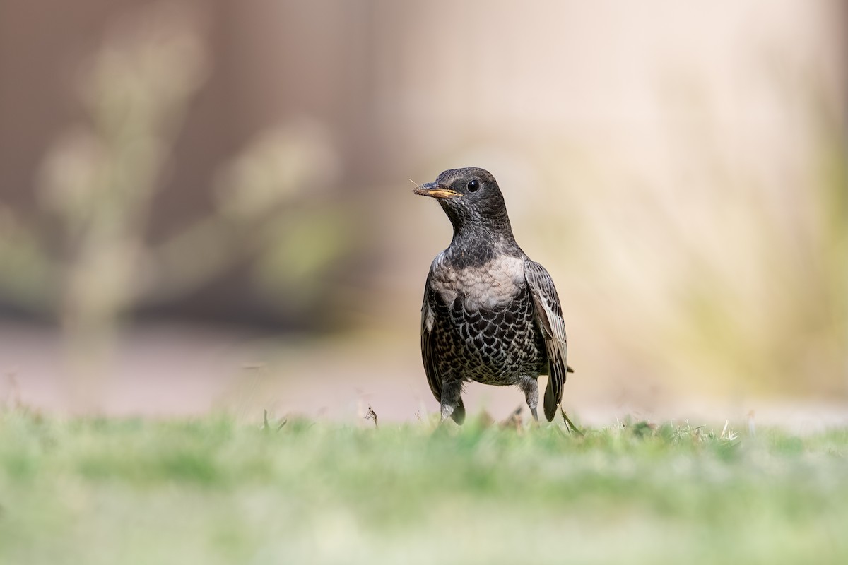 Ring Ouzel - ML644114655