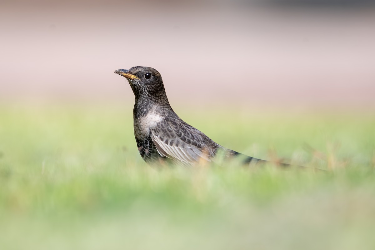 Ring Ouzel - ML644114656