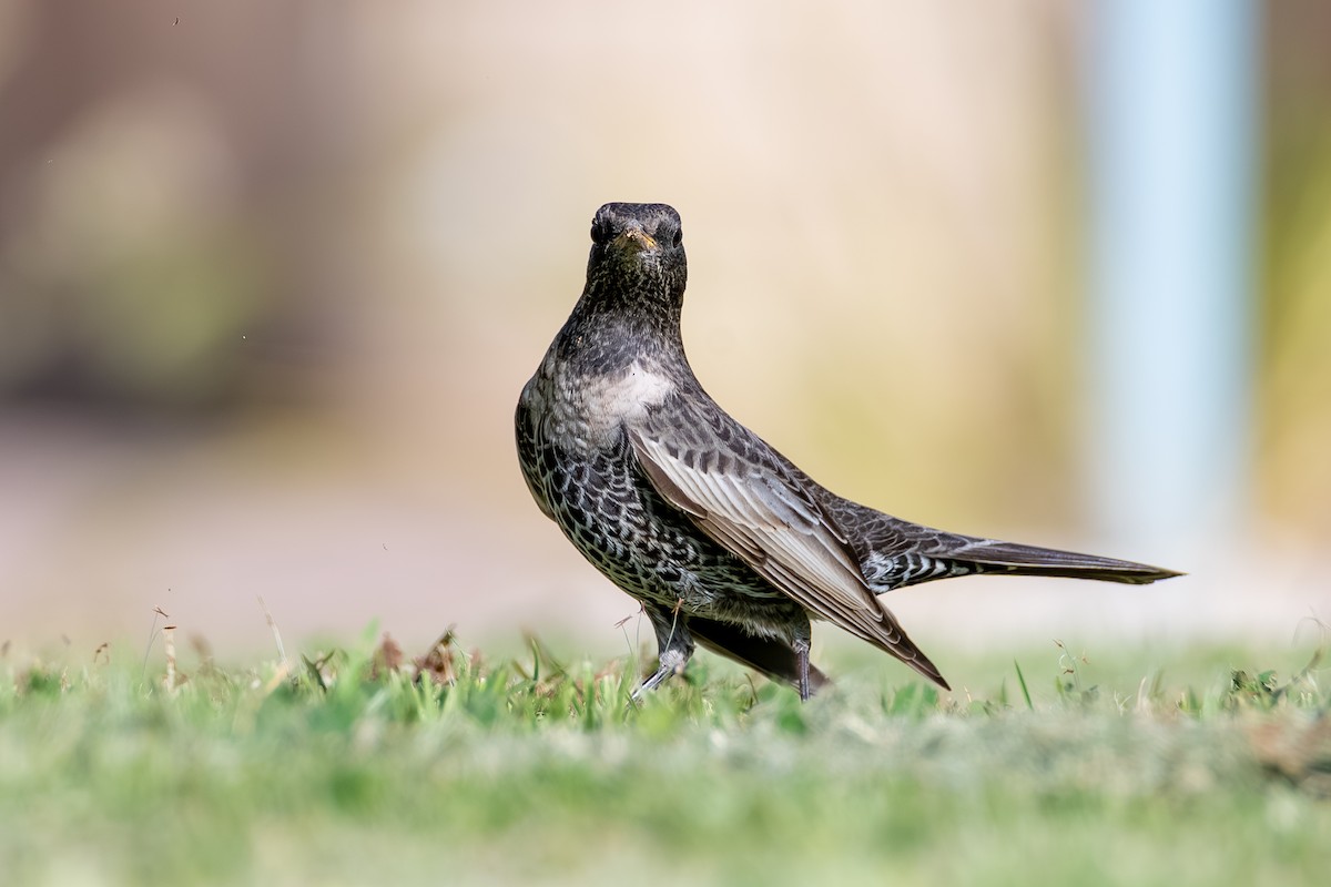 Ring Ouzel - ML644114657