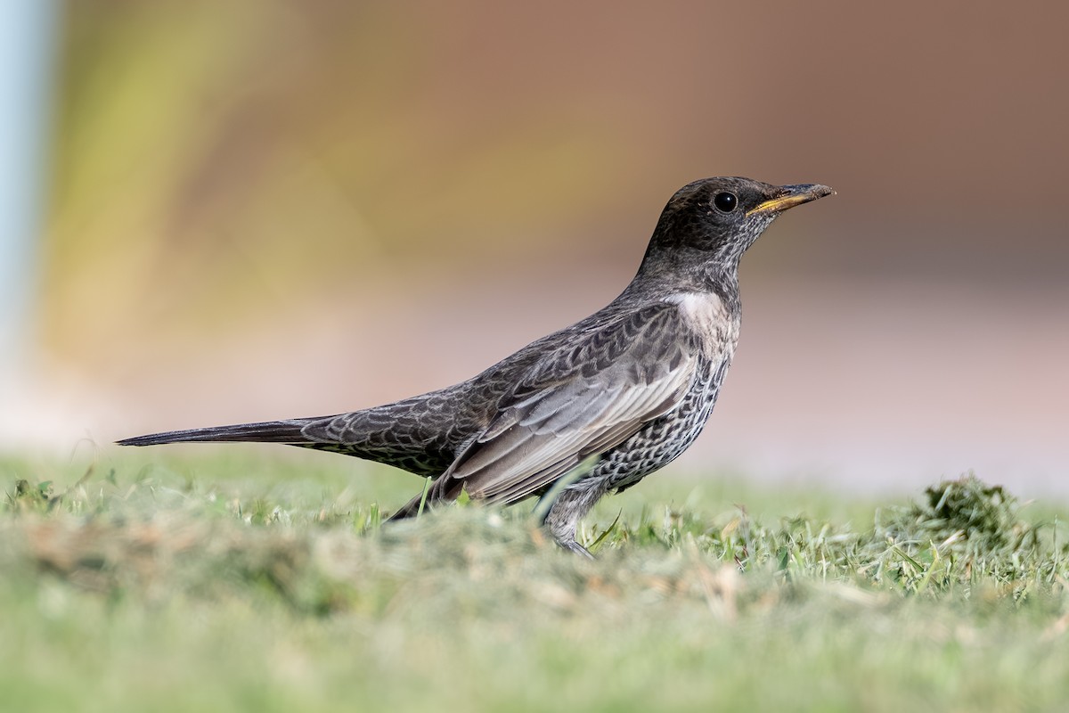 Ring Ouzel - ML644114658