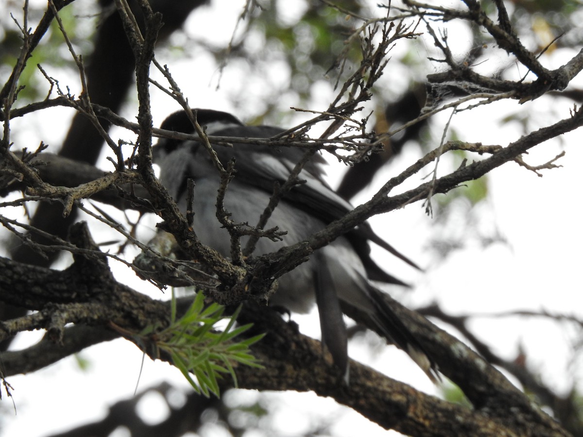 Gray Butcherbird - ML644114668