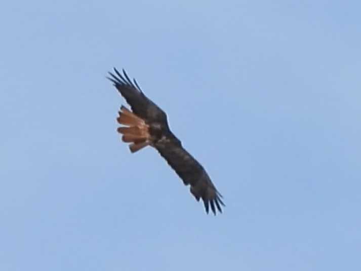 Poiana codarossa - ML644114672