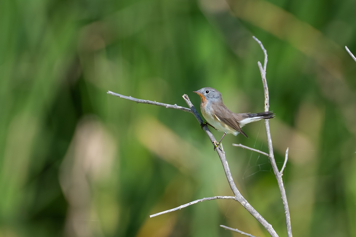 Red-breasted Flycatcher - ML644114682