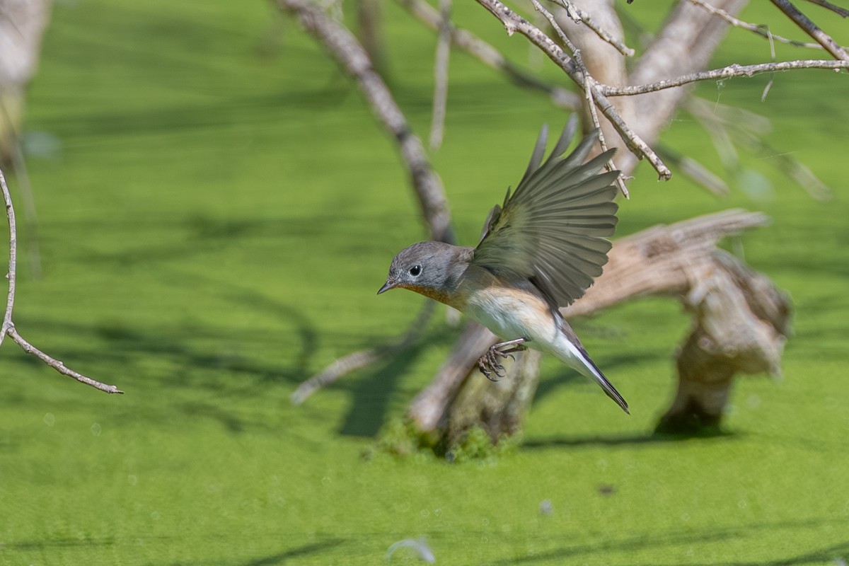 Red-breasted Flycatcher - ML644114683