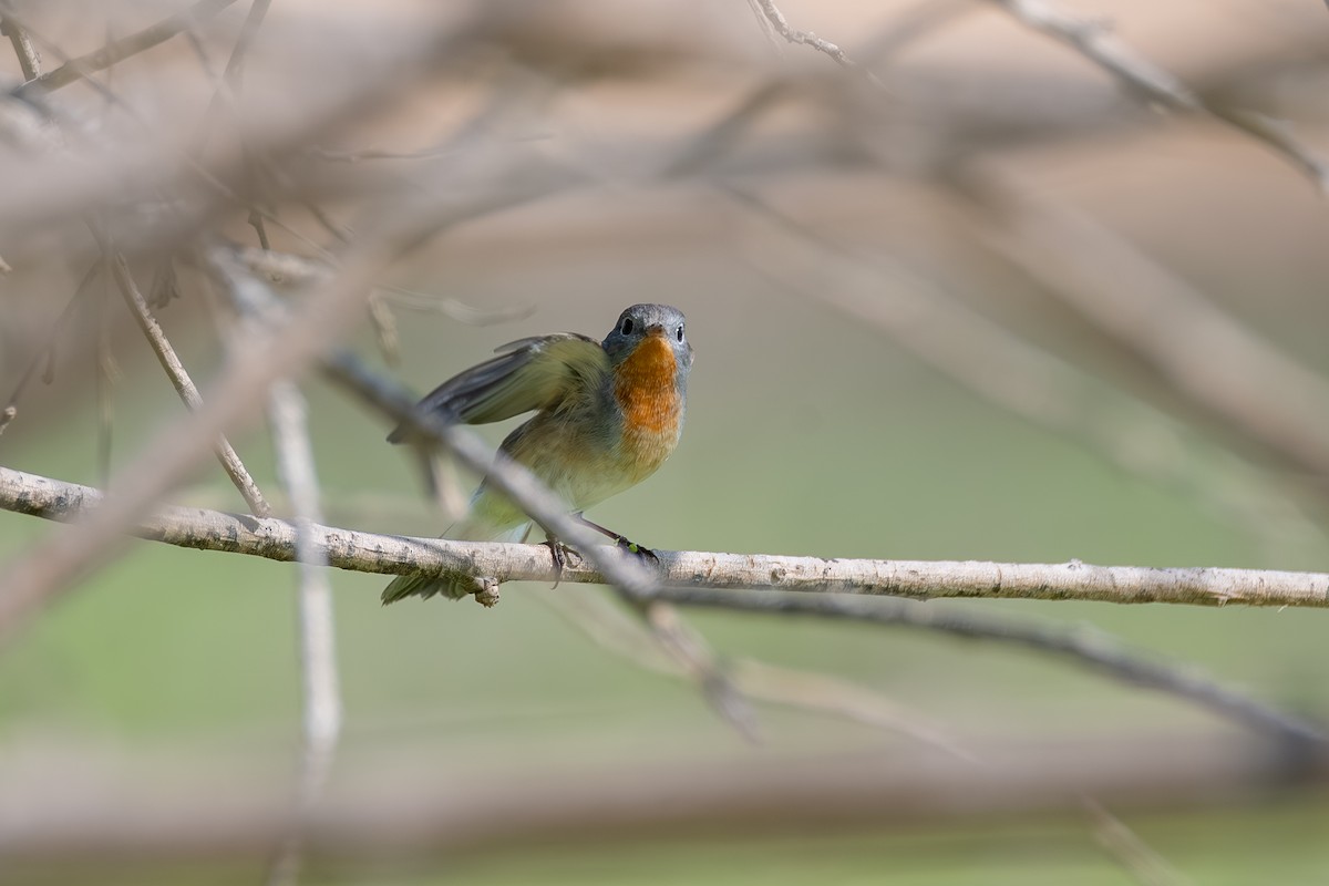 Red-breasted Flycatcher - ML644114684