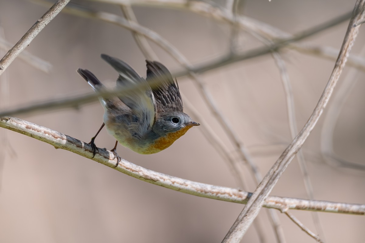 Red-breasted Flycatcher - ML644114685