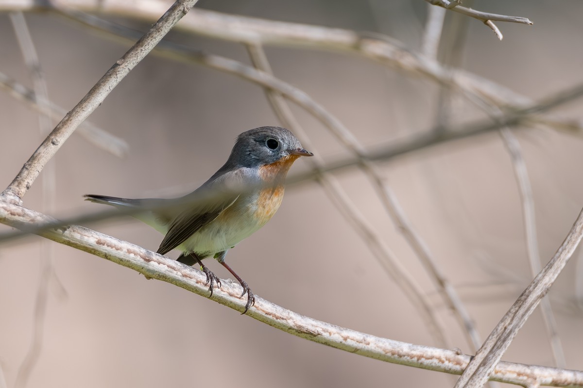 Red-breasted Flycatcher - ML644114686