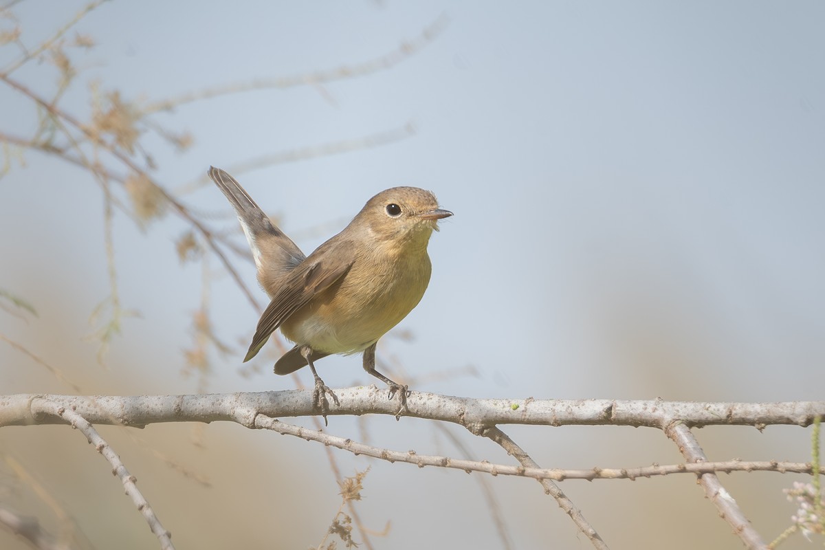 Red-breasted Flycatcher - ML644114687
