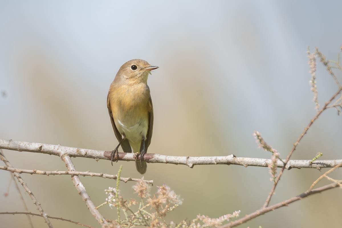 Red-breasted Flycatcher - ML644114688