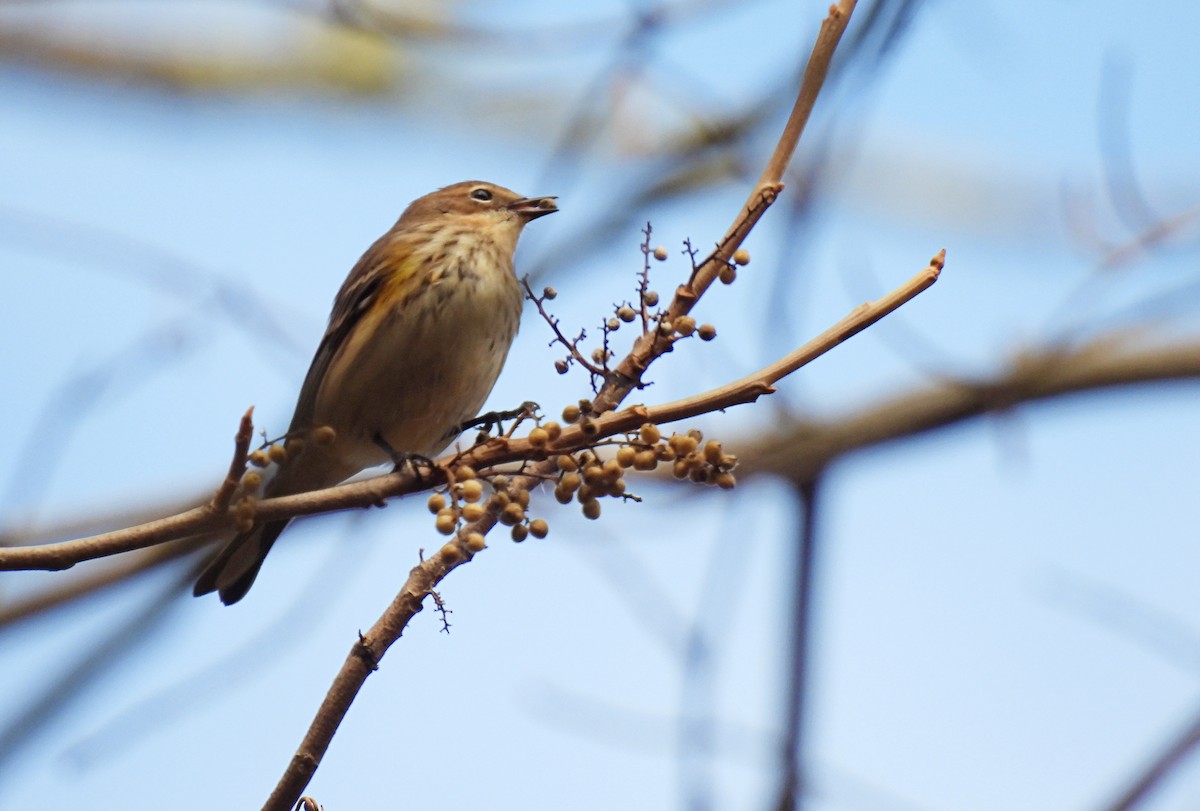 Yellow-rumped Warbler (Myrtle) - Cristina Hartshorn