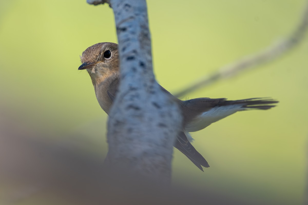 Red-breasted Flycatcher - ML644114690