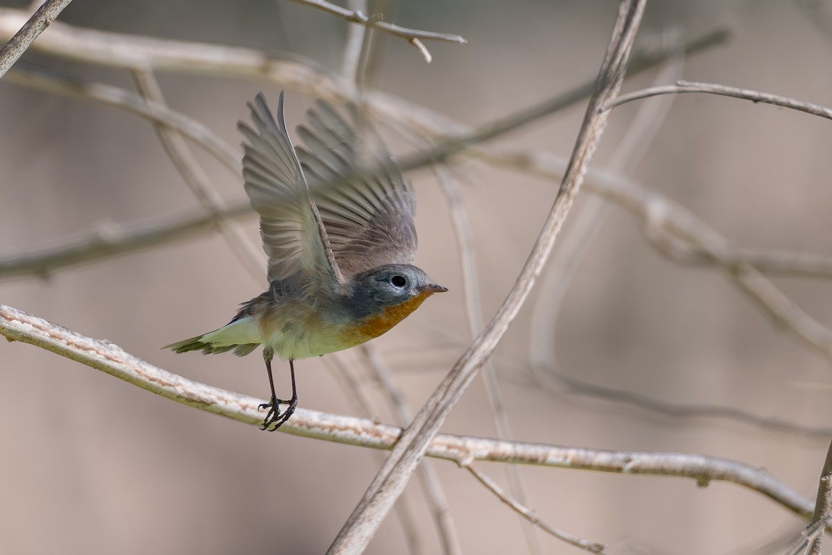 Red-breasted Flycatcher - ML644114691
