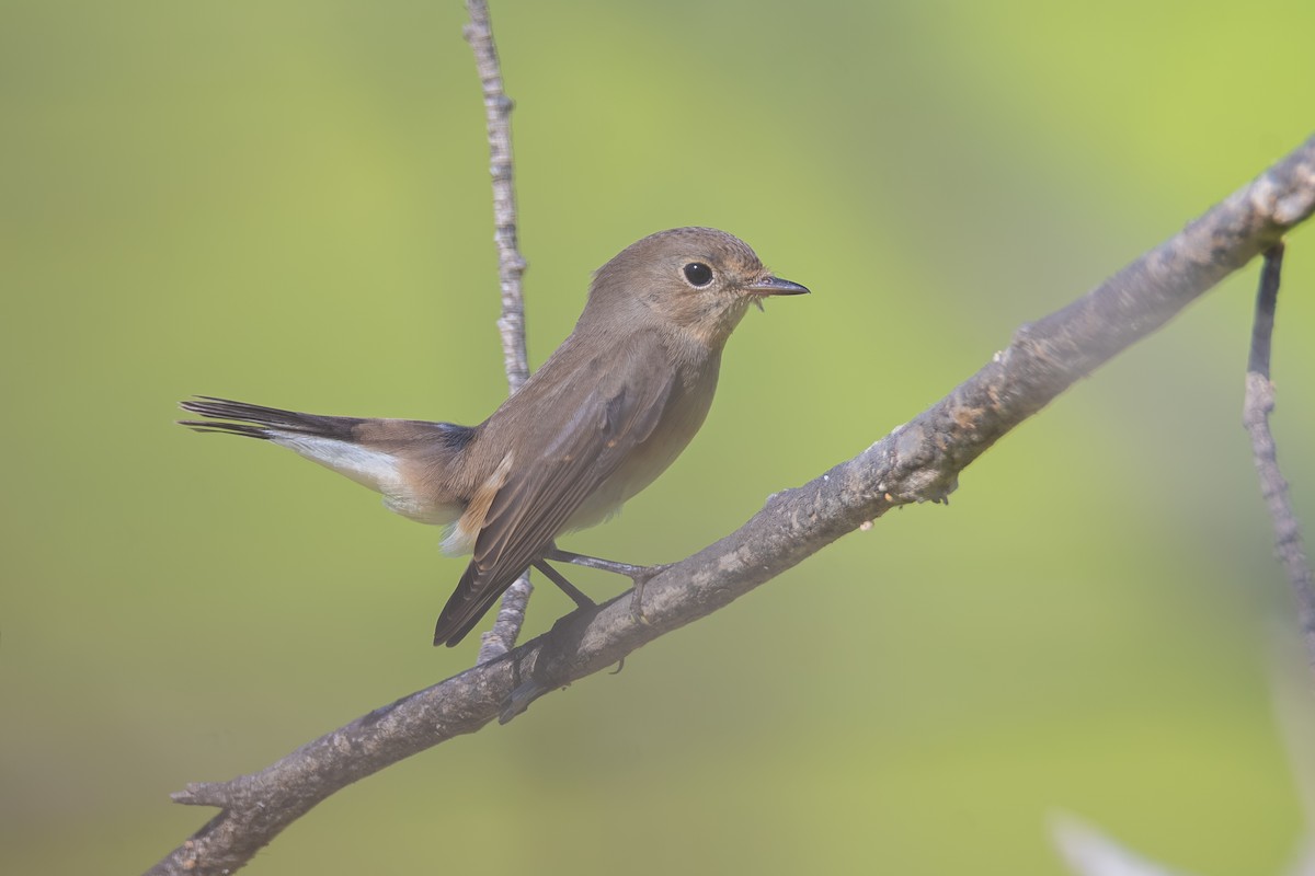 Red-breasted Flycatcher - ML644114694